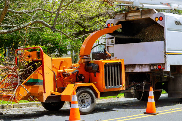 Reliable Mccook, NE Tree Services Solutions